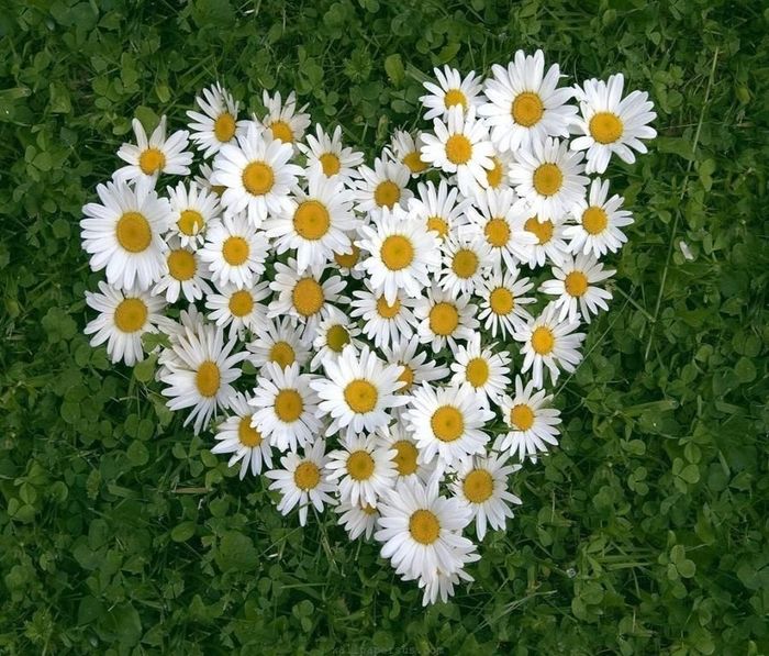 Daisies Care Consultants